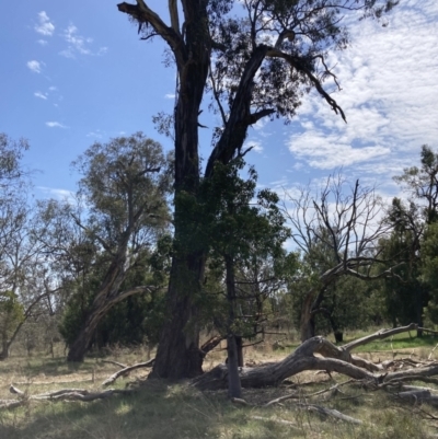 Eucalyptus melliodora (Yellow Box) at Watson, ACT - 2 Oct 2023 by waltraud