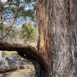 Eucalyptus melliodora at Mount Majura - 2 Oct 2023