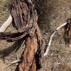 Eucalyptus melliodora at Mount Majura - 2 Oct 2023