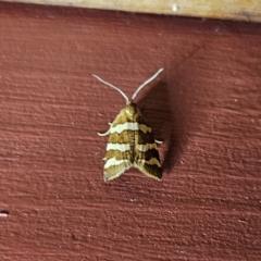 Subfurcatana subfurcatana (A Tortricid moth) at QPRC LGA - 2 Oct 2023 by MatthewFrawley