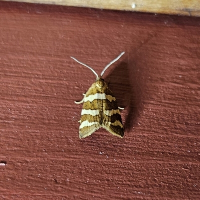Subfurcatana subfurcatana (A Tortricid moth) at QPRC LGA - 2 Oct 2023 by MatthewFrawley