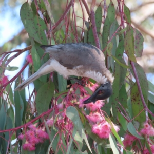 Philemon corniculatus at Kambah, ACT - 2 Oct 2023 12:37 PM