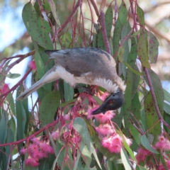 Philemon corniculatus (Noisy Friarbird) at Kambah, ACT - 2 Oct 2023 by MatthewFrawley