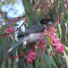 Philemon corniculatus at Kambah, ACT - 2 Oct 2023 12:37 PM