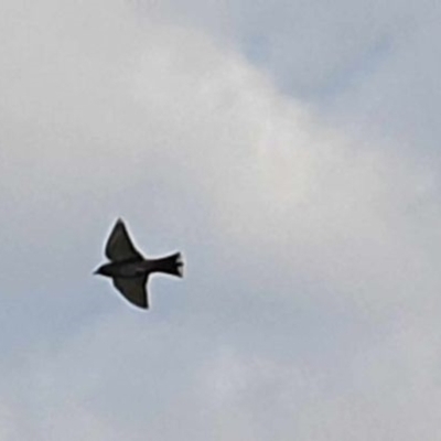 Artamus cyanopterus cyanopterus (Dusky Woodswallow) at Wallaroo, NSW - 2 Oct 2023 by Paul@93