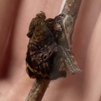 Hypertropha tortriciformis (A Gelechioid moth) at Braddon, ACT - 2 Oct 2023 by Hejor1