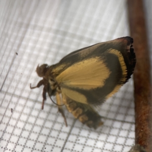 Hypertropha tortriciformis at Braddon, ACT - 3 Oct 2023 08:10 AM