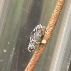 Hypertropha tortriciformis at Braddon, ACT - 3 Oct 2023 08:10 AM