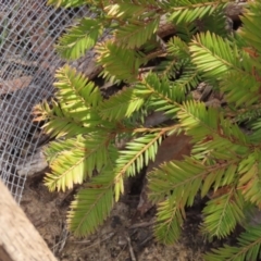 Unverified Plant at Lower Borough, NSW - 2 Sep 2023 by RangerJim