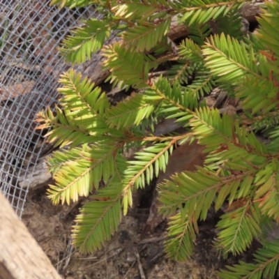 Unverified Plant at Lower Borough, NSW - 2 Sep 2023 by RangerJim