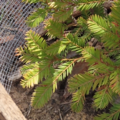 Unidentified Plant at Lower Borough, NSW - 2 Sep 2023 by RangerJim