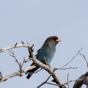 Eurystomus orientalis at Belconnen, ACT - 3 Oct 2023