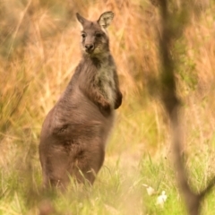 Osphranter robustus (Wallaroo) at Woodstock Nature Reserve - 2 Oct 2023 by Thurstan