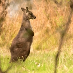 Osphranter robustus robustus at Belconnen, ACT - 3 Oct 2023