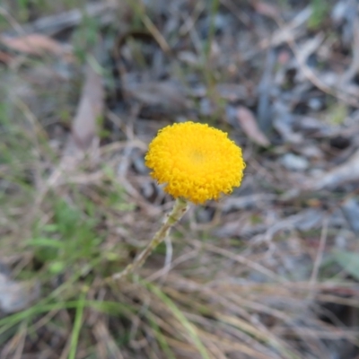 Leptorhynchos squamatus (Scaly Buttons) at Cuumbeun Nature Reserve - 2 Oct 2023 by MatthewFrawley