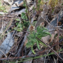 Leptorhynchos squamatus at Carwoola, NSW - 2 Oct 2023