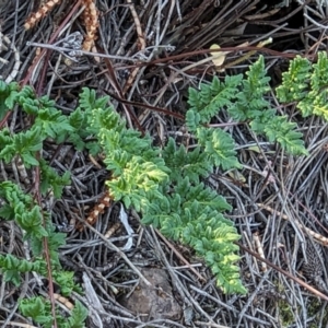 Cheilanthes sieberi subsp. sieberi at Majura, ACT - 1 Oct 2023