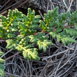 Cheilanthes sieberi subsp. sieberi at Majura, ACT - 1 Oct 2023 08:34 AM