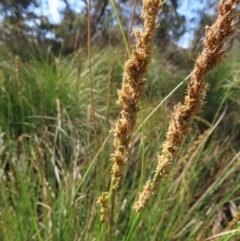 Carex appressa (Tall Sedge) at Carwoola, NSW - 2 Oct 2023 by MatthewFrawley
