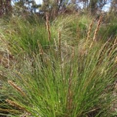 Carex appressa at Carwoola, NSW - 2 Oct 2023