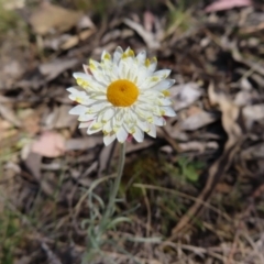 Leucochrysum albicans subsp. tricolor (Hoary Sunray) at Cuumbeun Nature Reserve - 2 Oct 2023 by MatthewFrawley