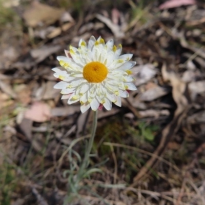 Leucochrysum albicans subsp. tricolor (Hoary Sunray) at Cuumbeun Nature Reserve - 2 Oct 2023 by MatthewFrawley