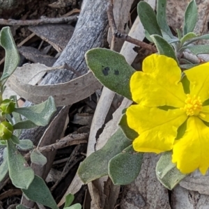 Hibbertia obtusifolia at Majura, ACT - 1 Oct 2023