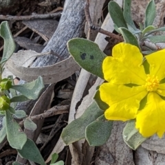 Hibbertia obtusifolia (Grey Guinea-flower) at Mount Majura - 30 Sep 2023 by sbittinger