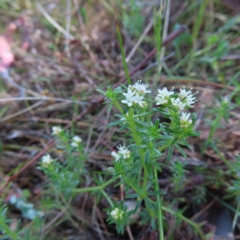 Asperula conferta (Common Woodruff) at Carwoola, NSW - 2 Oct 2023 by MatthewFrawley