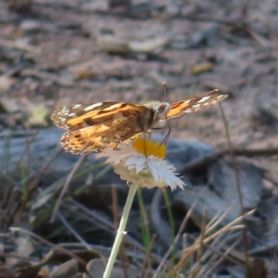 Vanessa kershawi (Australian Painted Lady) at Cuumbeun Nature Reserve - 2 Oct 2023 by MatthewFrawley