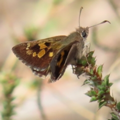 Trapezites phigalia (Heath Ochre) at Carwoola, NSW - 2 Oct 2023 by MatthewFrawley