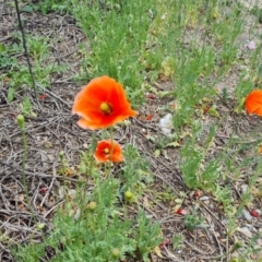 Papaver dubium at Narrabundah, ACT - 3 Oct 2023