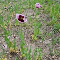 Papaver somniferum subsp. setigerum (Opium Poppy) at Narrabundah, ACT - 3 Oct 2023 by Mike