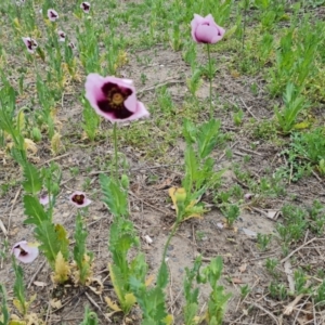 Papaver somniferum subsp. setigerum at Narrabundah, ACT - 3 Oct 2023