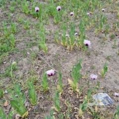 Papaver somniferum subsp. setigerum at Narrabundah, ACT - 3 Oct 2023