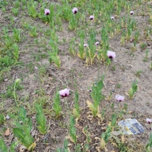 Papaver somniferum subsp. setigerum at Narrabundah, ACT - 3 Oct 2023 12:07 PM