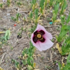 Papaver somniferum subsp. setigerum at Narrabundah, ACT - 3 Oct 2023