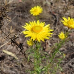 Xerochrysum viscosum (Sticky Everlasting) at Cuumbeun Nature Reserve - 2 Oct 2023 by MatthewFrawley