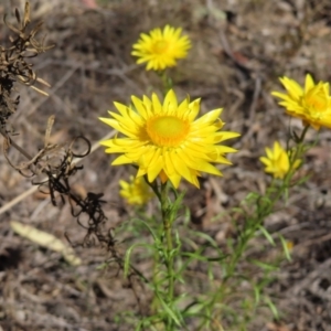 Xerochrysum viscosum at Carwoola, NSW - 2 Oct 2023 03:52 PM