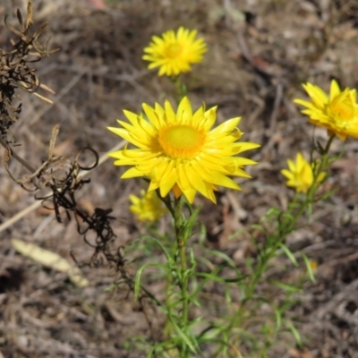 Xerochrysum viscosum (Sticky Everlasting) at Cuumbeun Nature Reserve - 2 Oct 2023 by MatthewFrawley