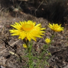 Xerochrysum viscosum at Carwoola, NSW - 2 Oct 2023 03:52 PM