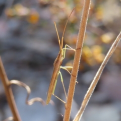 Mutusca brevicornis (A broad-headed bug) at Cuumbeun Nature Reserve - 2 Oct 2023 by MatthewFrawley