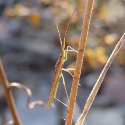 Mutusca brevicornis (A broad-headed bug) at QPRC LGA - 2 Oct 2023 by MatthewFrawley