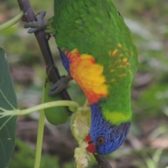 Trichoglossus moluccanus (Rainbow Lorikeet) at Pollinator-friendly garden Conder - 14 Apr 2023 by michaelb