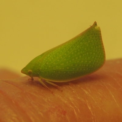 Siphanta acuta (Green planthopper, Torpedo bug) at Conder, ACT - 17 Apr 2023 by michaelb