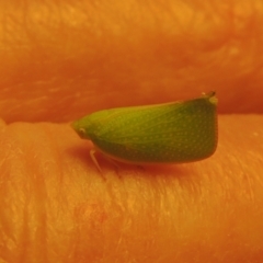 Siphanta acuta at Conder, ACT - 17 Apr 2023 11:47 AM