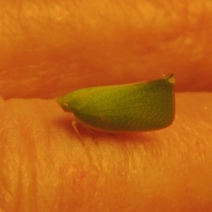 Siphanta acuta at Conder, ACT - 17 Apr 2023 11:47 AM