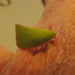 Siphanta acuta at Conder, ACT - 17 Apr 2023 11:47 AM