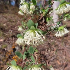 Pimelea linifolia subsp. linifolia (Queen of the Bush, Slender Rice-flower) at QPRC LGA - 2 Oct 2023 by MatthewFrawley