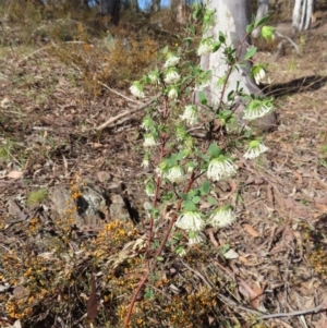 Pimelea linifolia subsp. linifolia at Carwoola, NSW - 2 Oct 2023